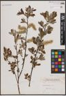 Foto von Salix eriocephala Michx.